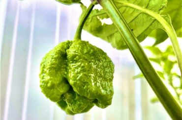 Such a beauty. Or a beast?