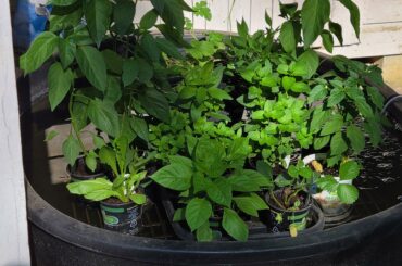 My aquaponics setup with koi.