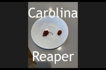 Eating the Carolina Reaper with some friends.