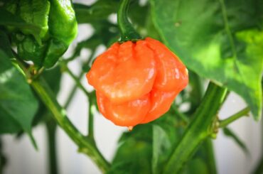 Reminds me of summer! (Bahamian Goat)