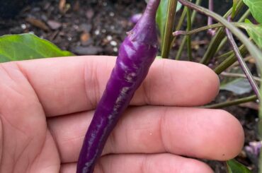 First fruit on my first Buena Mulata