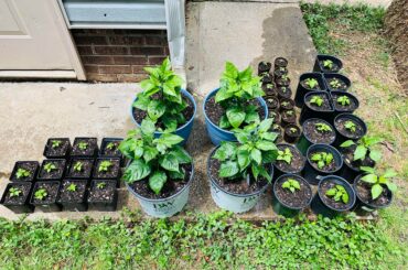 My ‘Army of Light’ - Carolina Reapers, Bhut Jolokia, and two super tasty Hatch chilies for the grill.