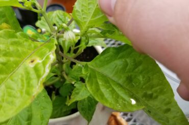 First signs of peppers