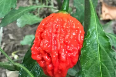 It finally turned RED