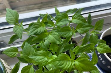 Peppers are doing a bit too well but don’t have anywhere to move them
