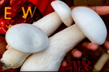 Milky Mushroom farm review and cooking Chilli mushroom recipe by my mother and Grandmother