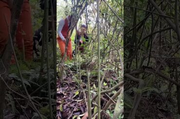 Small Long Bamboo Shoot In Red Chili Recipe