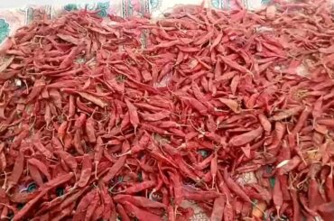 red chilli homemade  recipe | ghar ki laal Mirch | laal Mirch ki pisai