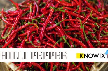 Chilli Pepper | Benefits | Recipes | Knowix