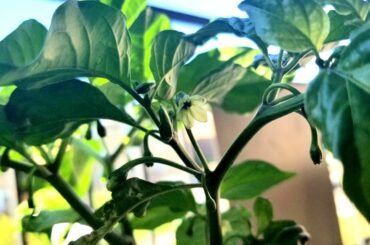 Good Morning Spicy Reddit from my first Trinidad Scorpion Flower