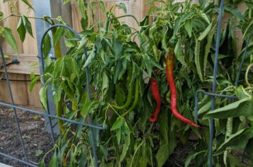 It's winter and this cayenne hasn't stopped fruiting for 10 months, I'll be fermenting a garlic cayenne sauce once I can blacken enough garlic.