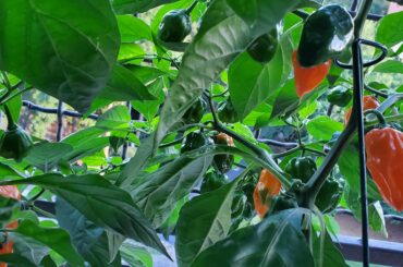 My habaneros are coming in nicely