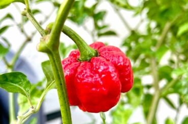 Roses are not the only thing Red!