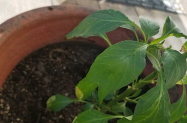 Double leaf on a cayenne