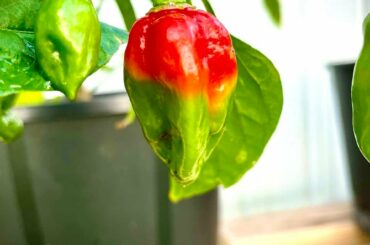 Look at this transition!