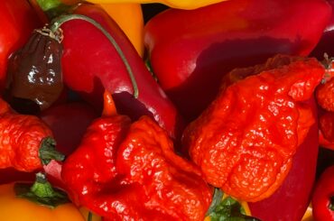 Yesterday these guy’s made it into the brine to begin fermentation.