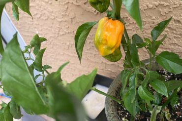 Hopefully the first of many!