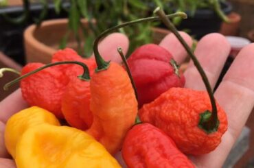 Those colors though....