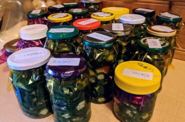 Made enough pickled Jalapenos to last me the year. Not very spicy, just snack food. I have the real stuff as well :)