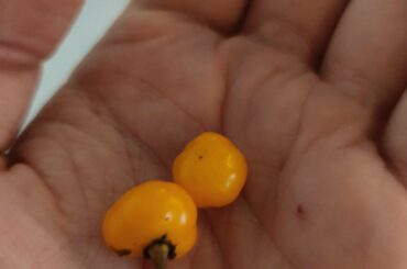 Acquired 2 charapita chili and was curious about how best to use them. Any thoughts?