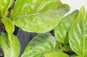 First time trying to grow super hots, wondering what the discolouration would indicate? Google hasn't been able to answer my question so far. Seedlings are around 3 weeks since sprouting, under a light, on a heat mat