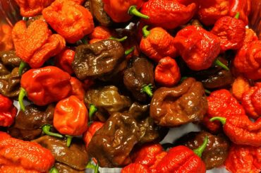 First harvest of the season, twice as much still turning color.