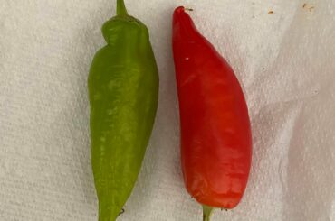 Both picked eight days ago, I wonder why one is still green? (Burrito Pepper)