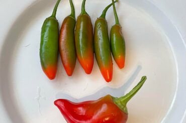 Taste the Rainbow. My Morning harvest of my Serranos and a perfect Chili’s chili