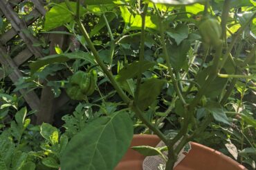 Finally got some ghost pepper flowers to grow, instead of falling to the dirt