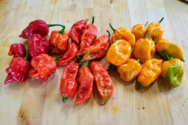 Spicy haul from the garden this morning. Left to right scorpion, ghost, and habanero peppers.
