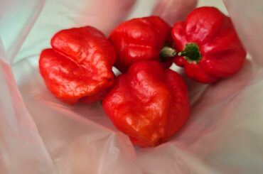 Got given these peppers. Are they habaneros or something else?