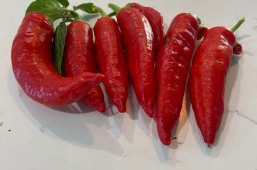 What kind of pepper is this?