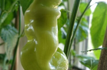 Sugar Rush Stripey... Soon to ripen.. Hopefully!