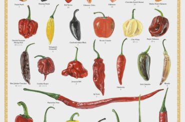 I found an interesting poster of Chilis. Most of these I have never even heard of.