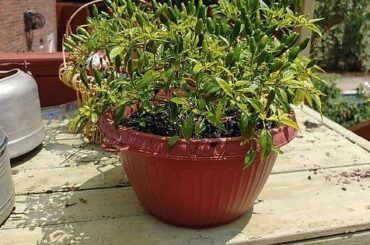 1 of my Thai chilis decided it only wanted to be a little spicy (zoom in)