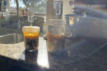 One month fermentation update!! Hot sauce saga: 4th installment