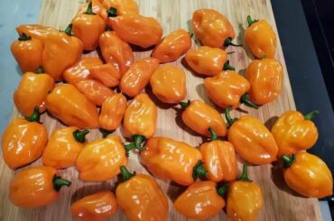 These all came from one plant within the last week