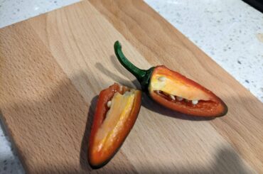 Jalapenos coming in small this year but unusually hot! Look at all that capsaicin