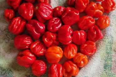 The Reaper is life. The Reaper is love. The Reaper is PAIN