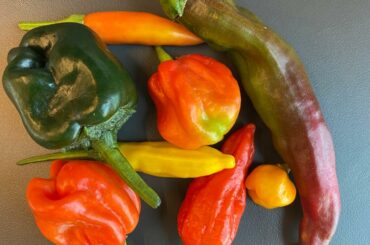 My daily harvest of pain