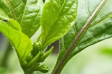 DAMN... My ghost peppers just begun budding, chillies in a couple months!!! Click the link to see the pictures on a 5x camera!