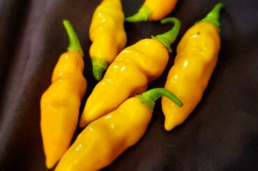 First pickings from my datil plants