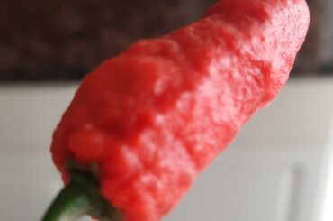 My first home grown ghost pepper.