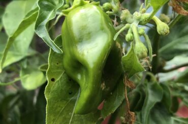 It’s my first time growing peppers, first habanero looking mean.
