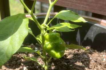 This has got to be the smallest habanero plant I’ve ever seen an almost fully grown pepper on