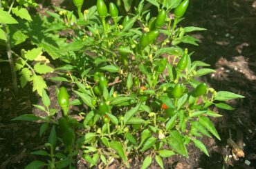Got my hand on this bird’s eye chilli plant this summer. Can’t wait to cook with it.
