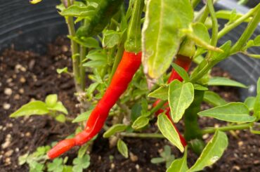 Look at my beautiful babies!