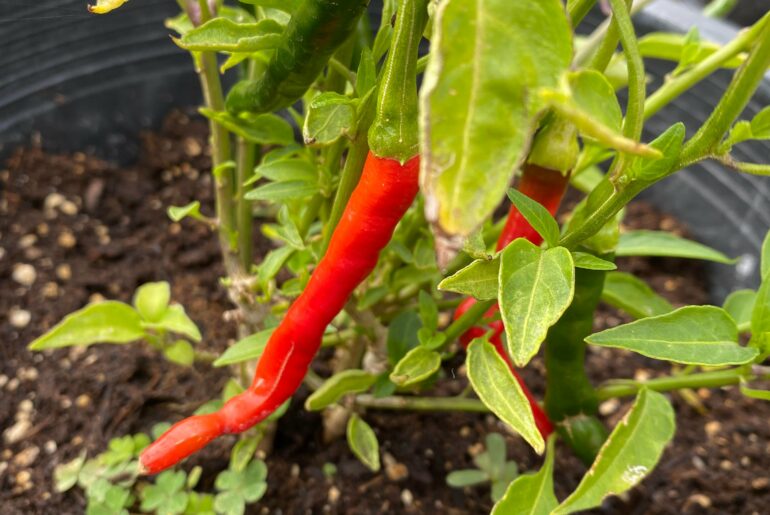 Hawaiian Chili Pepper Water I Hawaiian Can Cook Chili Chili