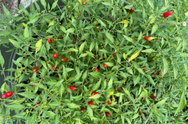 My Thai Hot Peppers are coming in.