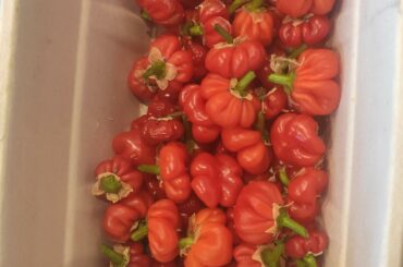 First harvest! No idea what they are, but they have a decent kick (: